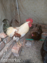Desi hen 5 female and 1 male