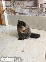 Female kitten for sale age