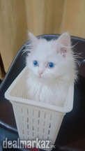 Pure white cute Persian kitten with blue eyes