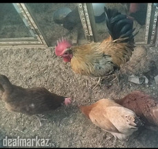 3 Eggs Lying Misri Hens and 1 Roaster for sale