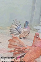 Imported American Fantail pair