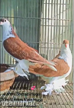 Huge Size Lahori Sherazi pair