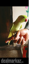 Parrots in cheap price