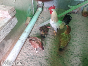 3 Aseel hens, one laying eggs for sale