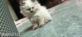 Persian Female Fawn Kitten