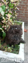 Blue Eyes Persian Male Kitten