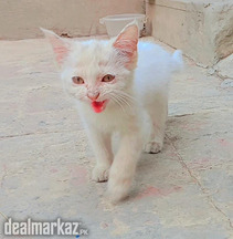 2 Persian Female Kittens