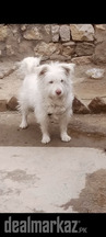 Podel dogs for sel