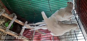 White ring kneck breeder pair