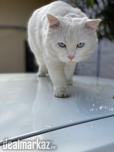 Persion cat for sale Age 20 mnths vaccinated