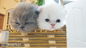 3 Persian Kittens