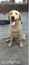 Amrican labrador for sale male