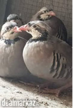 Chakoor Pullets Pair