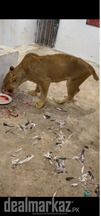 Female Lion for sale age 5 year