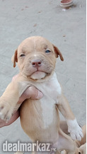 Pitbull puppy available
