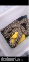 Python available for sale
