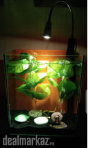 Lovely Betta & Goldie house