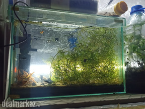 Aquatic plants , snails and shrimps for sale. Starting from 400 Rs