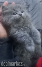persian kitten available for sale