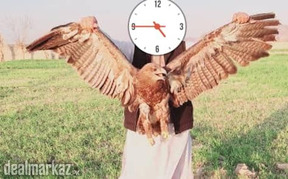 Golden eagle ????