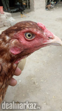 Pure aseel Female Hen with green legs