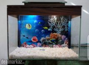 Small Fish Tank