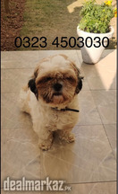 Shihtzu Female for Sale