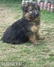 German shepherd puppies