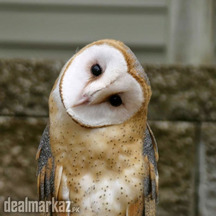 Barn Owl White and brown