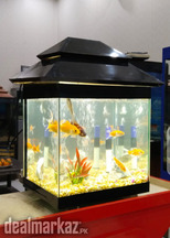 Fancy Mini Fishtank