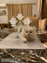 Persian kitten,3months,tripple coated,fully trained and vaccinated!