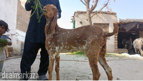 Makhi cheeni beetal Bakri