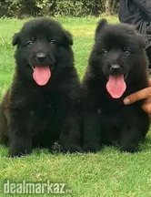 Black Germen Shepherds Puppy Available
