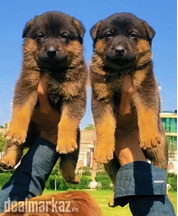 Black nd Tan Germen Shepherd Puppy Available