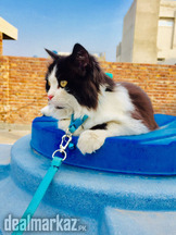 Persian Female Cat