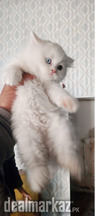 Persian kittens
