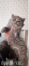 Triple coated persian kittens