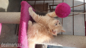 Persian Kittens Triple Coated