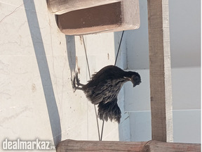 Ayam cimani black tounge chicks available 1-3 month
