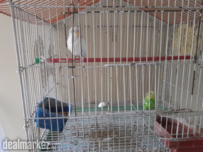 Two Female Austrailian Parrots
