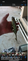 Chameleon available