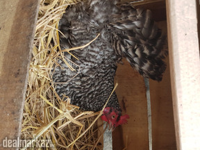 Playmouth rock female ayam cemani male halty and active