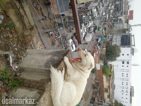 doog seal Islamabad