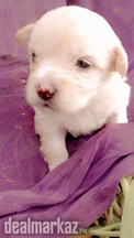 Russian dogs pupps(females)