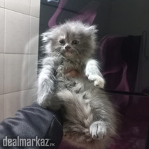 Persian kittens are available in lahore