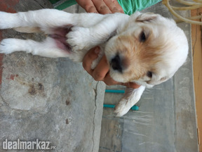 Labrador Retriever Puppies For Sale
