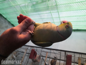 Ringneck Breeder Pair