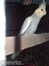 Golden Deal Cocktail Female Breeder Ready for Breed