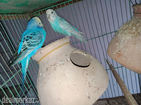 Bajri Pair Breeder with eggs