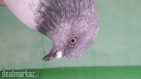 High flyer pigeon shirazi kabooter kabli kabootar